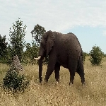 Profile image of tour guide Sisa Mthunzie
