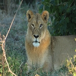 Sisa Mthunzie Tour guide in Zimbabwe Profile image of tour guide Sisa Mthunzie
