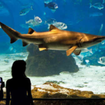 Barcelona Aquarium: Skip-the-Line Admission Ticket from $23
