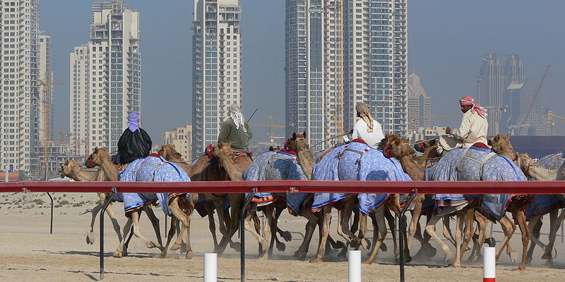 camel race in dubai