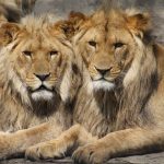 <img src="https://www.booqify.com/wp-content/uploads/2017/04/booqify-logo-green-50.png" title="Nigeria Lagos Private Tour">Private Tour Omu Resort $28