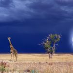 <img src="https://www.booqify.com/wp-content/uploads/2017/04/booqify-logo-green-50.png" title="12 hours Private Tour to Lake Nakuru National park from Nairobi - $ 230"> 12 hours Private Tour to Lake Nakuru National park from Nairobi - $ 230<a href="http://www.xe.com/currencyconverter/convert/?Amount=230&From=USD&To=EUR" target="_blank"><img src="/wp-content/uploads/2017/07/currency_exchange_icon.png" title="other currency"></a>